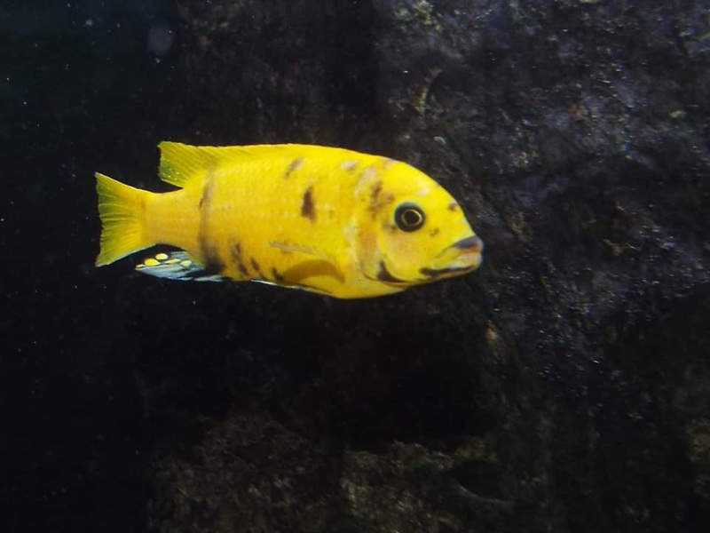 Maylandia sp. 'zebra gold' Kawanga